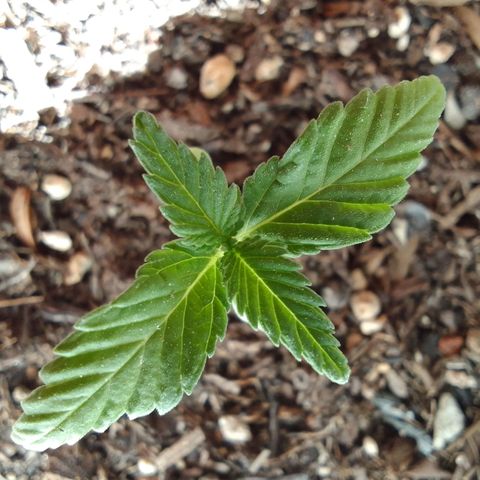 Ana Maria growlog timeline photo