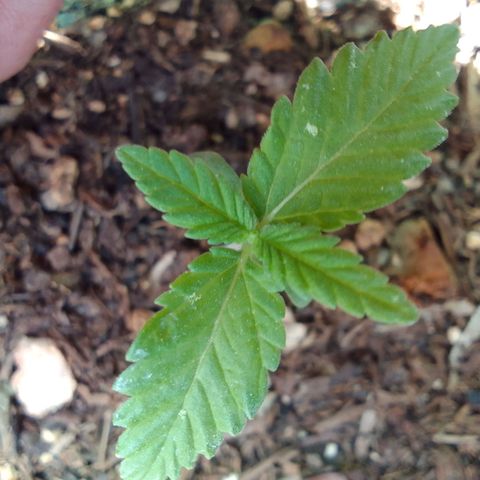 Beatriz Maria growlog timeline photo