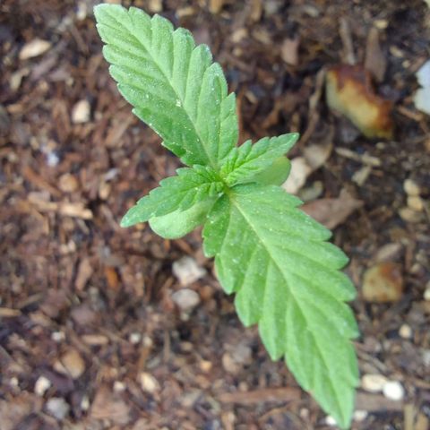 Carla Maria  growlog timeline photo
