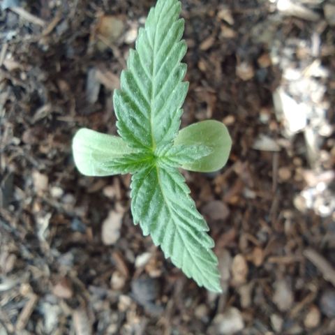 Diana Maria growlog timeline photo