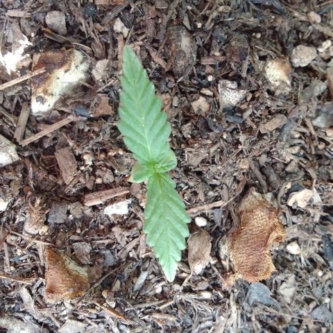 Elena Maria growlog timeline photo