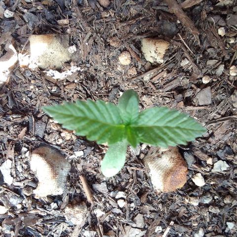 Flavia Maria growlog timeline photo