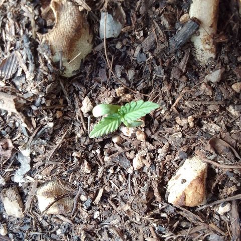 Gema Maria growlog timeline photo