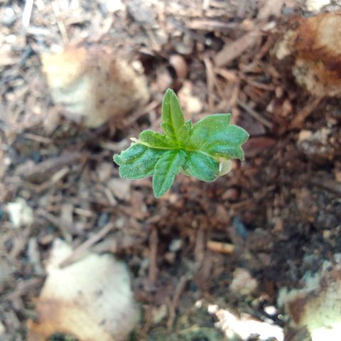Haydeé Maria growlog timeline photo