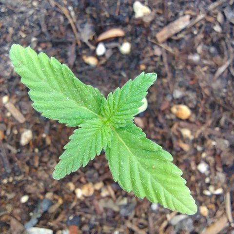 Ana Maria growlog timeline photo