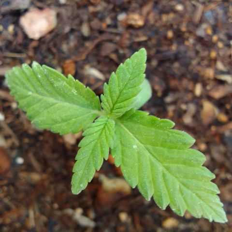 Beatriz Maria growlog timeline photo