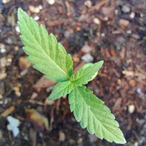 Carla Maria  growlog timeline photo