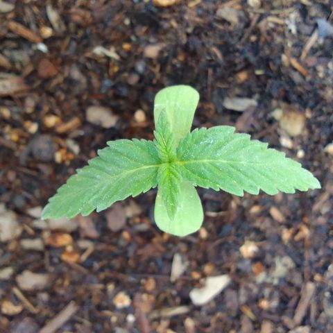 Diana Maria growlog timeline photo