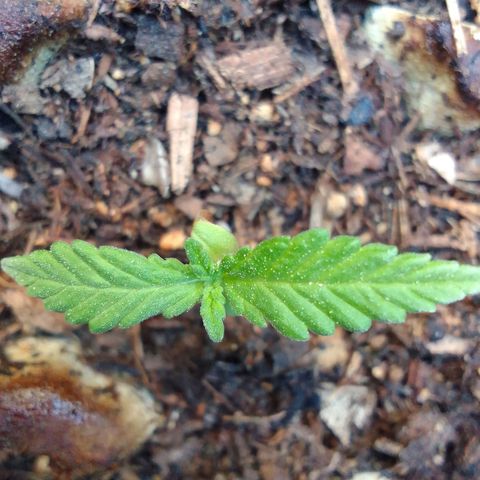 Elena Maria growlog timeline photo
