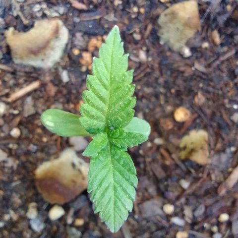 Flavia Maria growlog timeline photo