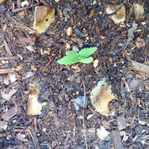 Gema Maria growlog timeline photo