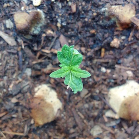 Haydeé Maria growlog timeline photo