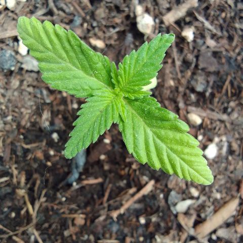 Ana Maria growlog timeline photo