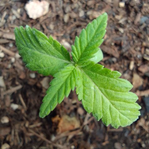 Beatriz Maria growlog timeline photo
