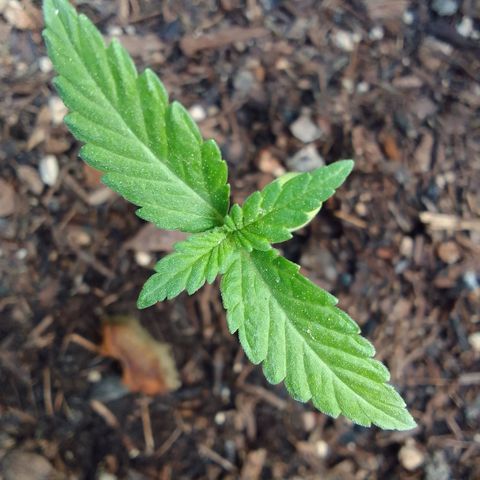 Carla Maria  growlog timeline photo