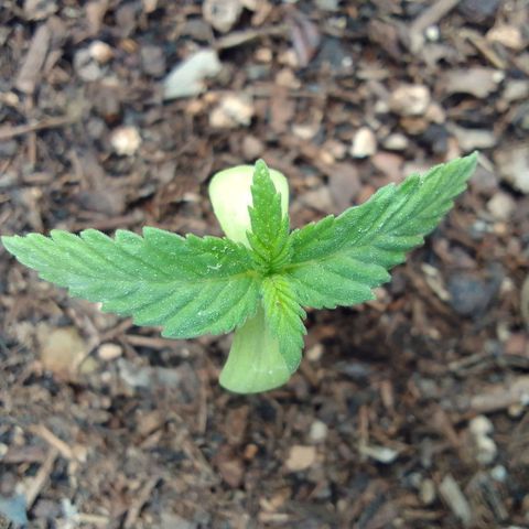 Diana Maria growlog timeline photo