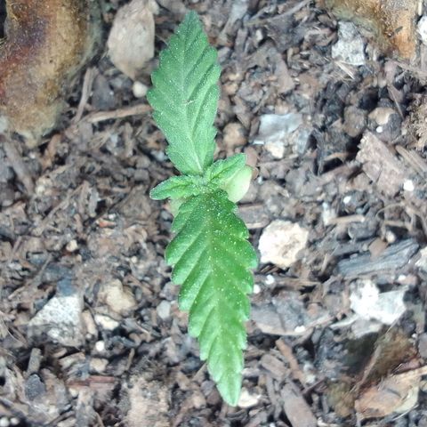 Elena Maria growlog timeline photo