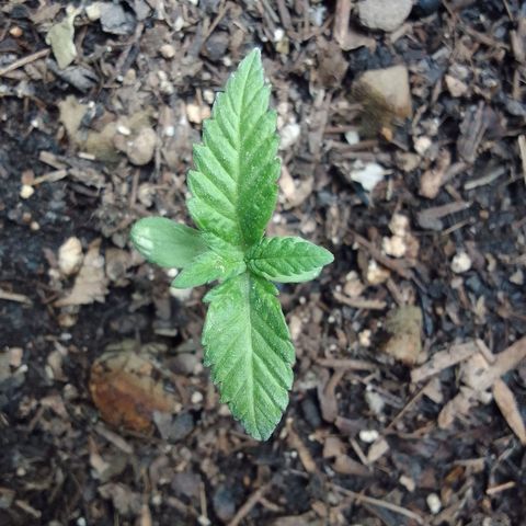 Flavia Maria growlog timeline photo