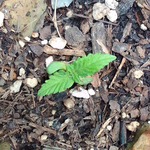 Gema Maria growlog timeline photo