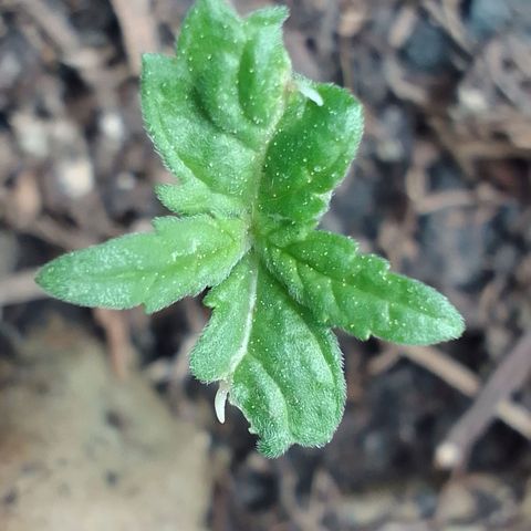 Haydeé Maria growlog timeline photo