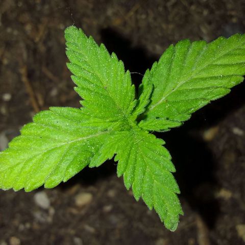 Ana Maria growlog timeline photo
