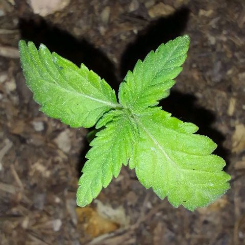 Beatriz Maria growlog timeline photo