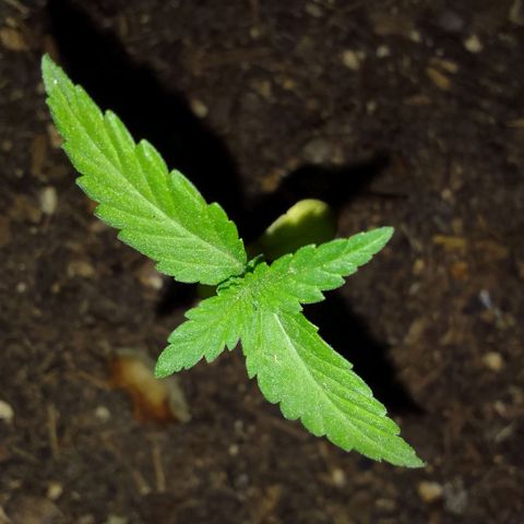 Carla Maria  growlog timeline photo