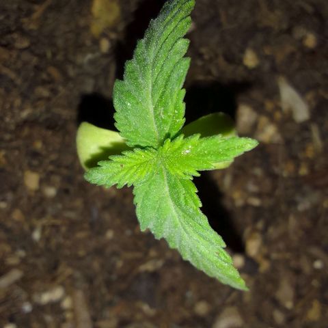 Diana Maria growlog timeline photo