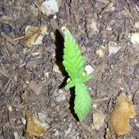 Elena Maria growlog timeline photo