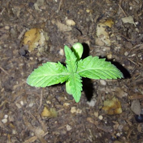 Flavia Maria growlog timeline photo
