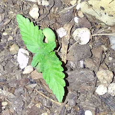 Gema Maria growlog timeline photo