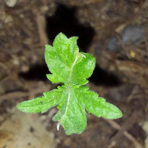 Haydeé Maria growlog timeline photo