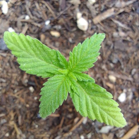 Ana Maria growlog timeline photo