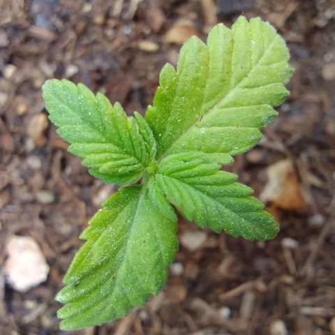 Beatriz Maria growlog timeline photo