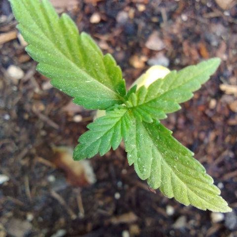 Carla Maria  growlog timeline photo