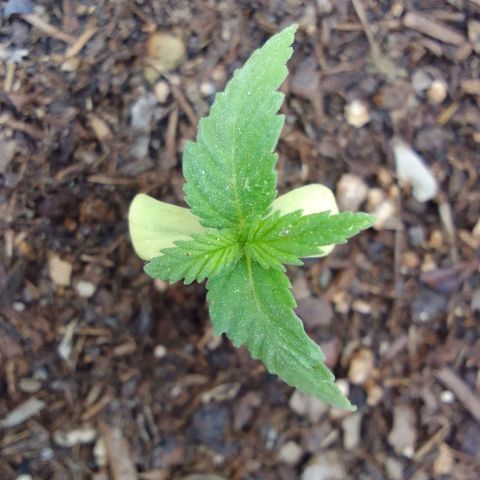 Diana Maria growlog timeline photo