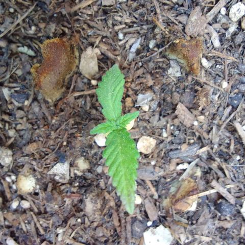 Elena Maria growlog timeline photo