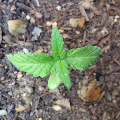 Flavia Maria growlog timeline photo