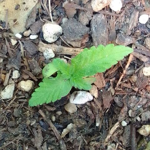 Gema Maria growlog timeline photo