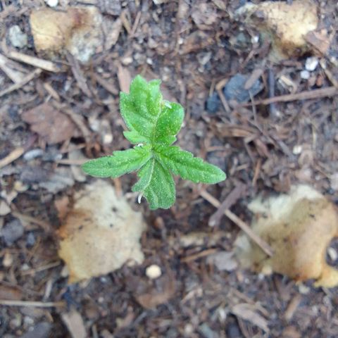 Haydeé Maria growlog timeline photo