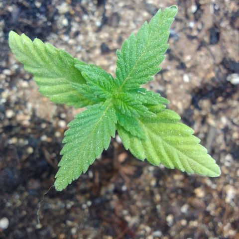 Ana Maria growlog timeline photo