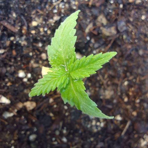 Diana Maria growlog timeline photo
