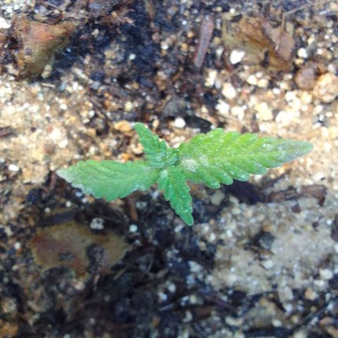 Elena Maria growlog timeline photo