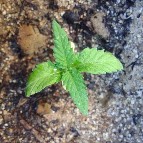 Flavia Maria growlog timeline photo