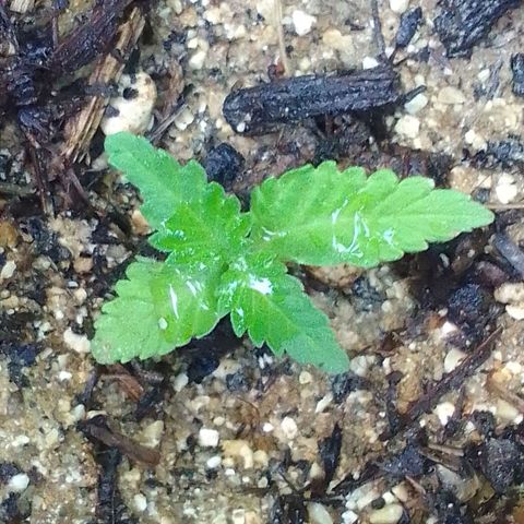 Gema Maria growlog timeline photo