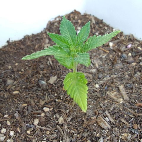 Ana Maria growlog timeline photo