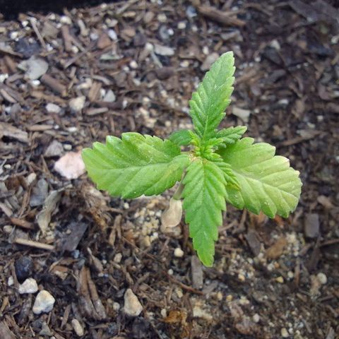 Beatriz Maria growlog timeline photo