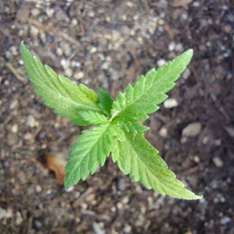 Carla Maria  growlog timeline photo