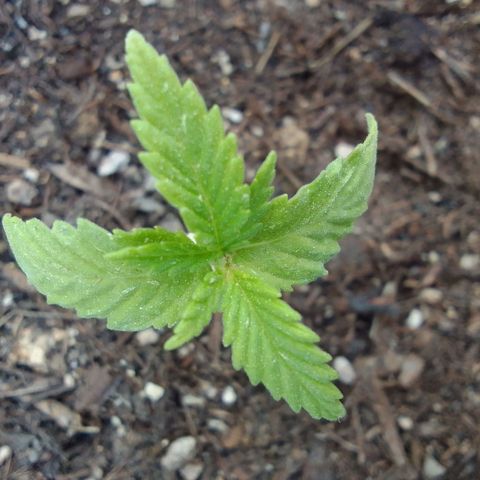 Diana Maria growlog timeline photo