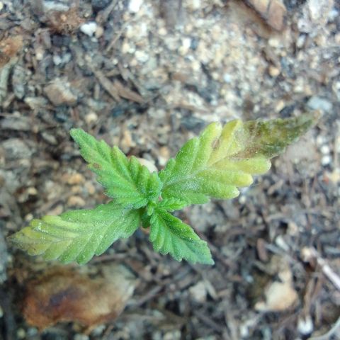 Elena Maria growlog timeline photo
